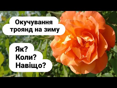 Видео: Окучування троянд. Як, чим, коли, навіщо
