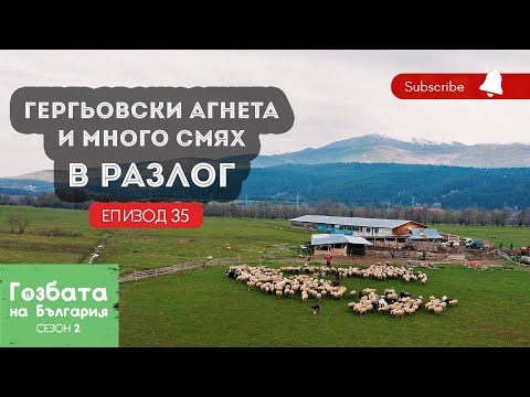Видео: АГНЕШКА ПЛЕШКА и ДОНАЦИ по РАЗЛОЖКИ [] Гозбата на България [] Кулинарни Пътешествия и Рецепти