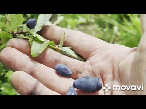 Видео: Мульчирую картошку под мешки#дела #домашние # цыплята...