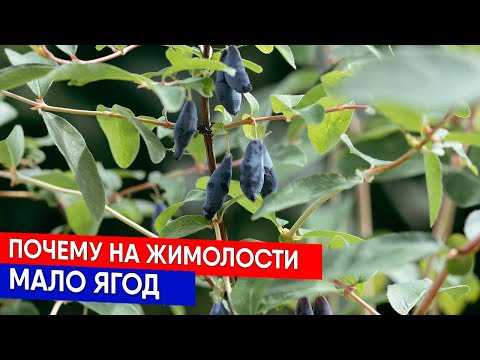 Видео: Почему на жимолости мало ягод