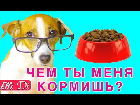Видео: СОСТАВ: КАК ВЫБРАТЬ КОРМ ДЛЯ СОБАКИ ИЛИ КОШКИ | Elli Di Pets