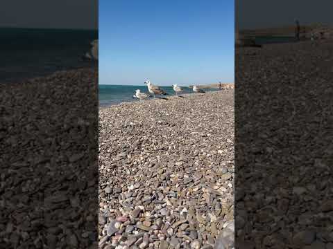 Видео: Крым. Море. Чайки.