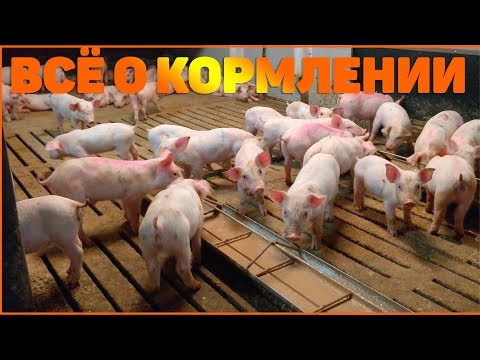 Видео: ВСЁ О КОРМЛЕНИИ СВИНЕЙ! КОРМА. СОСТАВ. КАК КОРМИТЬ?!