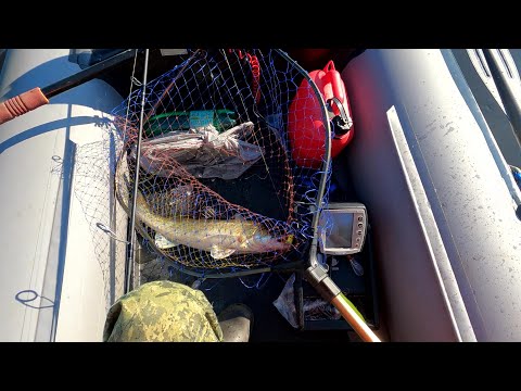 Видео: Свирь 15 08 24 СУДАК на ДЖИГ купил  ПОДДОН В ЛОДКУ