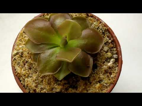Видео: Жирянка Весер ( Pinguicula Weser). Сортовые особенности, содержание и уход.