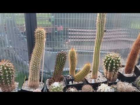 Видео: Пародии.Старый телокактус.Что делать,если кактус вытянулся как сосиска?