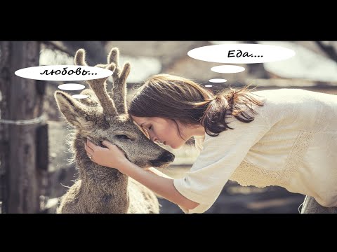Видео: Олень и РСП. История отношений