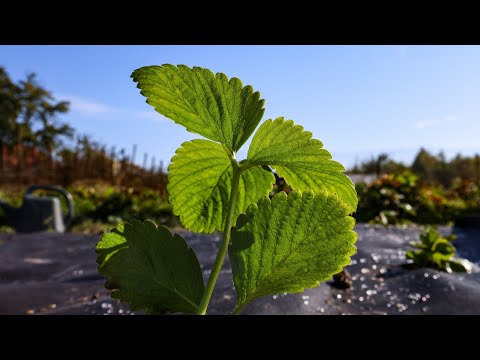 Видео: Садив в Жовтні-зараз Листопад.Полунична ГРЯДКА через 30 днів