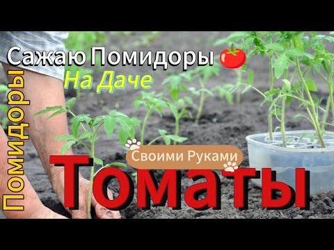 Видео: Сажаем ПОМИДОРЫ🍅на Вашей ДАЧЕ (мой рассказ и опыт о посадке молодых Томатов и Баклажан 🍆)