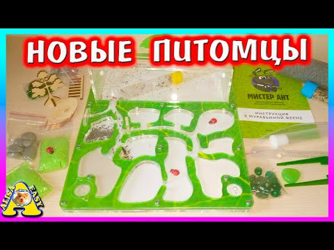 Видео: Первая Муравьиная Ферма с Муравьями / Заселение / Как ухаживать? / Alisa Easy Pets