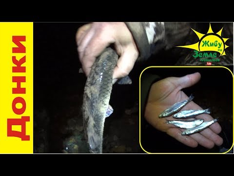 Видео: Ночная рыбалка на донки с тюлькой. Не ожидал, что на тюльку может клюнуть голавль.