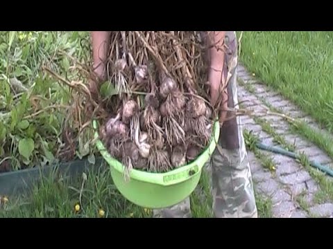 Видео: КТО ИСПОРТИЛ НАМ ЧЕСНОК?