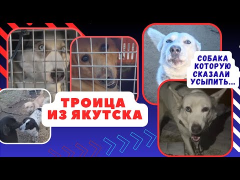 Видео: Люди, а вы боитесь зимы? Страшно за предстоящую зиму.