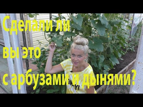 Видео: Опыляем арбузы и дыни