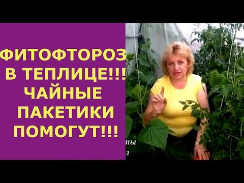 Видео: ФИТОФТОРА В ТЕПЛИЦЕ! ПОПЬЕМ ЧАЙКУ!!! Чайные пакетики и йод в борьбе с фитофторой помидор, огурцов