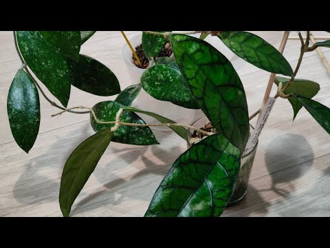 Видео: Две хойи на пересадку...  hoya callistophylla sp. Sabah IML 1762, hoya EPC-132 (?)