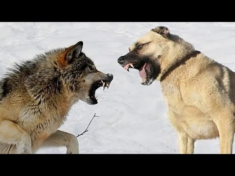 Видео: Кангал Против Волков Кавказская Овчарка в деле Сборник