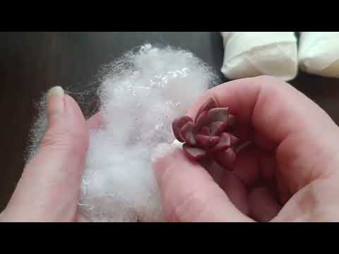 Видео: Небольшая завершающая распаковка суккулентов 2025 🤗❤️🥰🍀🌱🌵