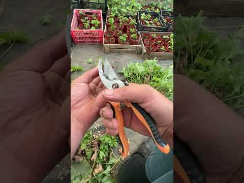 Видео: Сортовой геранларни илдиз ортириш.