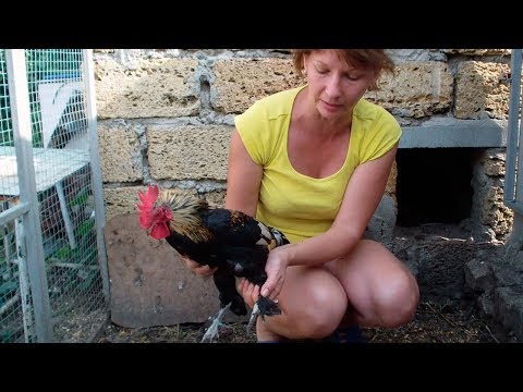 Видео: Мои кури породы бентамки