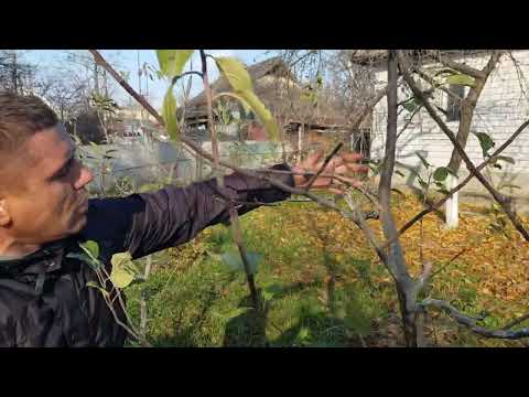 Видео: Обрізка Яблуні в деталях