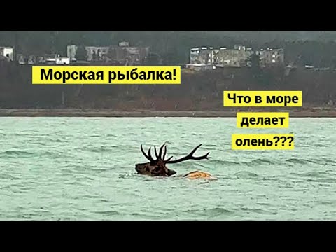 Видео: Рыба уходила на зимовку, но мы её догнали!