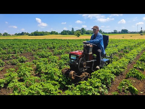 Видео: Окучивание картофеля дисковым окучником при помощи минитрактора