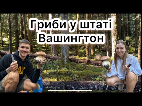 Видео: Де знайти гриби у штаті Вашингтон.
