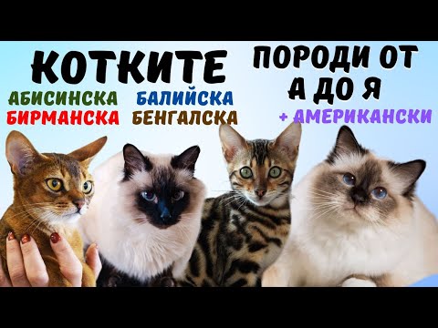 Видео: Породи котки от А до Я - Абисинска, Балийска, Бирманска, Бенгалска