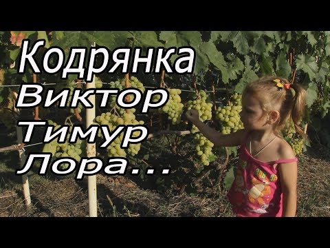 Видео: Виноградник Александра Шаповалова. г.Белгород