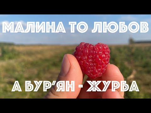 Видео: Підсумки першого року вирощування малини