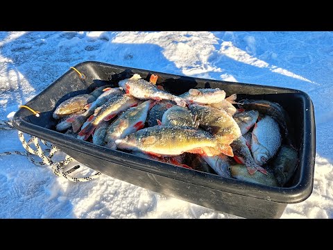Видео: БЕЗМОТЫЛКА. Очередная СОТНЯ окуней! Канал им.  Сатпаева