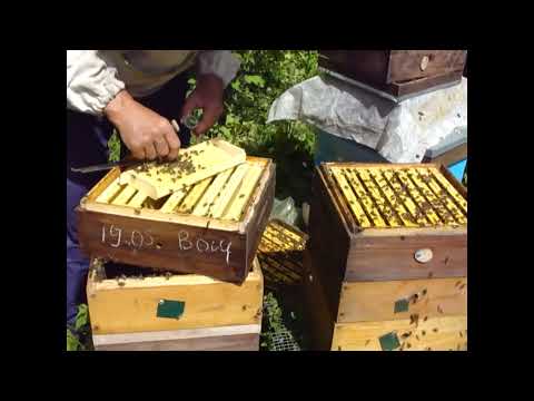 Видео: Создание безрасплодного отводка и подсадка матки