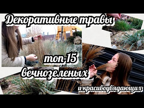 Видео: ВЕЧНОЗЕЛЕНЫЕ ДЕКОРАТИВНЫЕ ТРАВЫ - 15 сортов и красивоувядающие 😘