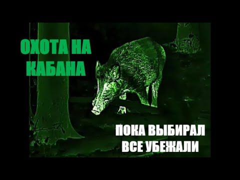 Видео: Охотился на кабана. Пока выбирал - все разбежались.