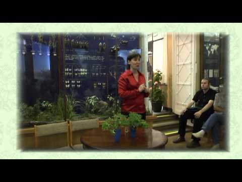 Видео: Пеларгонии. Селекция.