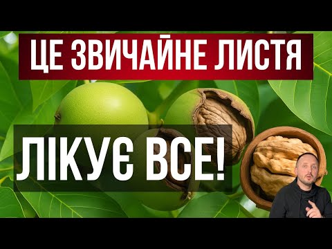 Видео: ✅ 5 РЕЦЕПТІВ ІЗ ВОЛОСЬКОГО ЛИСТЯ — СЕКРЕТ ДОВГОГО ЖИТТЯ?