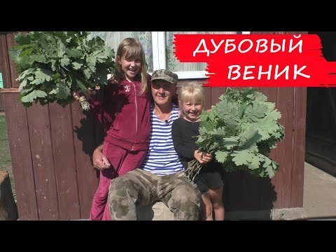 Видео: ДУБОВЫЙ ВЕНИК для бани!