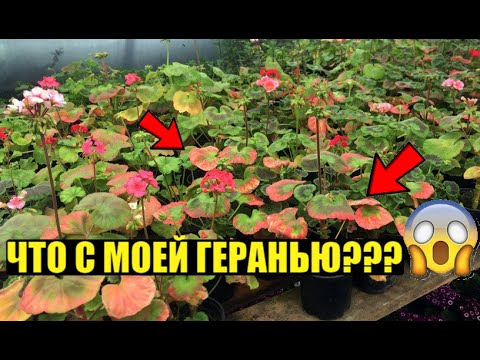 Видео: ГЕРАНЬ - ОПРЕДЕЛЯЕМ ПРОБЛЕМУ ПО ЛИСТУ. ДИАГНОСТИКА.