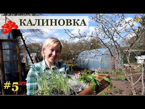 Видео: БОЛЬШАЯ работа в КАЛИНОВКЕ / Высадка баклажанов, лука, пастернака, картофеля, гладиолусов и т.д.
