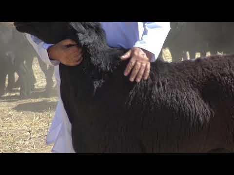 Видео: Гузориши гусфанди зоти  хисори