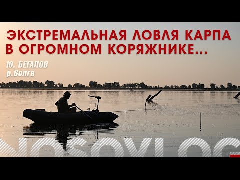 Видео: Экстремальная ловля карпа в огромном коряжнике, Ю. Бегалов, река Волга