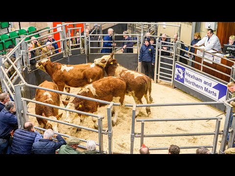 Видео: Цены на свинец на распродаже крупного рогатого скота в магазине Hexham Mart 23 октября 2025 г.