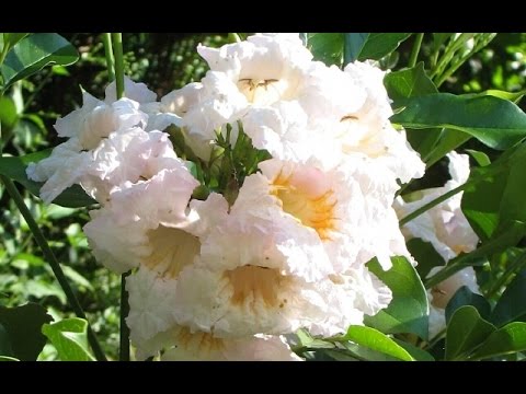 Видео: РАДЕРМАХЕРА