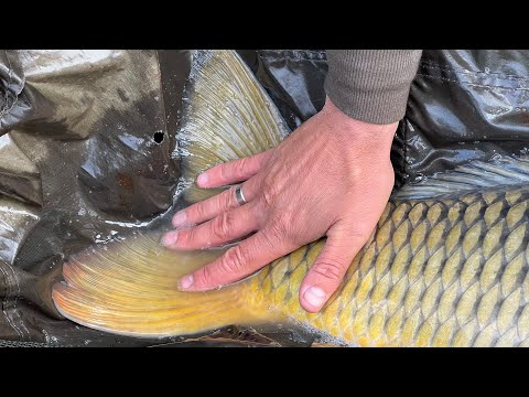 Видео: Огляд коропового вудилища Sportex Advancer Carp