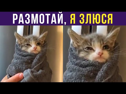 Видео: Приколы с котами. Размотай, я злюся! | Мемозг #310
