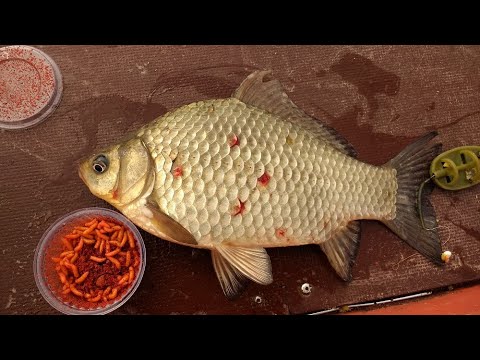 Видео: Карась 1300 на оснастку КАПИТАН ГАК )