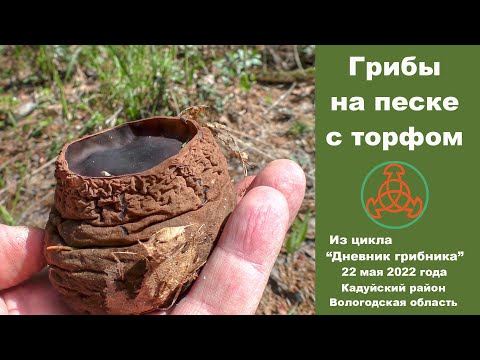 Видео: Грибы на песке с торфом. Дневник грибника 22 мая 2022 года.