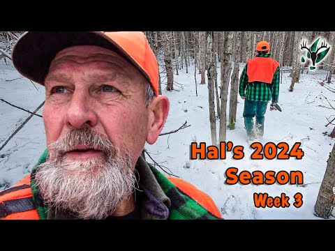 Видео: Сезон охоты на оленей Хэла Блада 2024 года — неделя 3