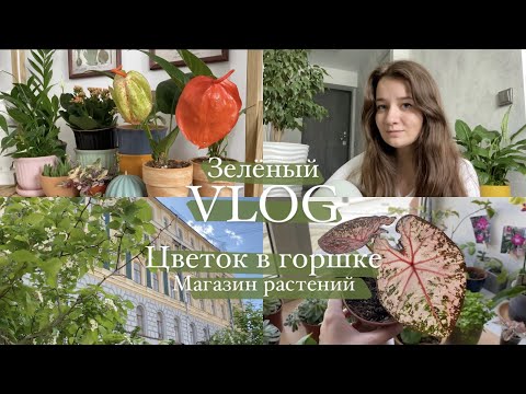 Видео: Зелёный VLOG || Цветок в горшке, магазин растений | Покупка и распаковка новых растений